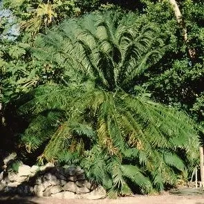 thumbnail for publication: Cycas circinalis Queen Sago, Sago Palm